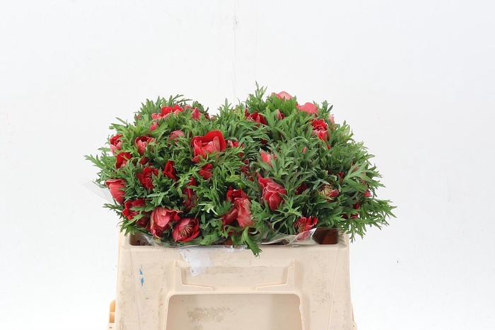 <h4>Anem Levante Rosso</h4>