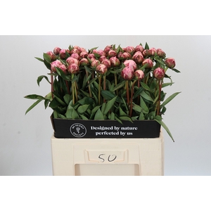 Paeonia Sarah Bernhardt