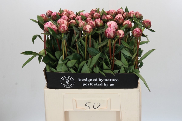 Paeonia Sarah Bernhardt