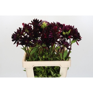 Dahlia Chat Noir