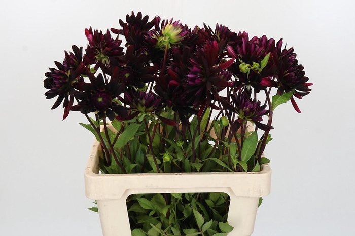 <h4>Dahlia Chat Noir</h4>