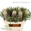 Banksia Hookeriana