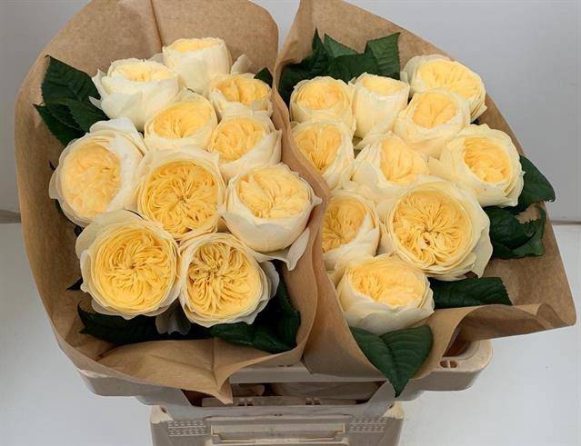 Rosa Garden Nona