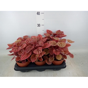 Peperomia caperata 'Quito'