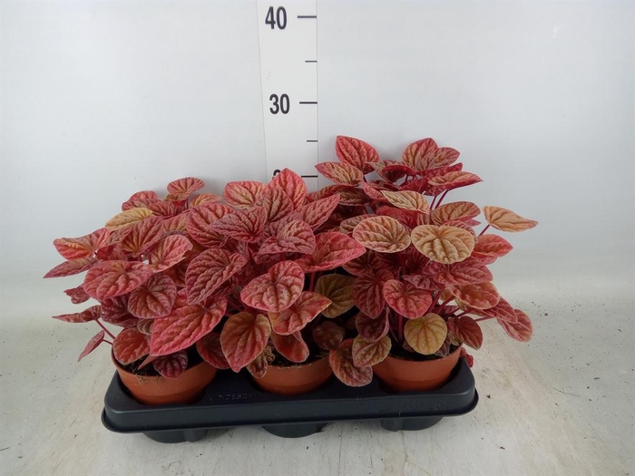 <h4>Peperomia caperata 'Quito'</h4>