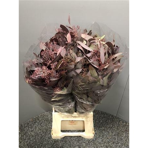 Euca Col Popu Bes Abs 300gr