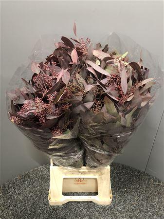 <h4>Euca Col Popu Bes Abs 300gr</h4>