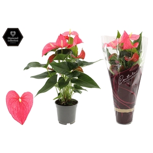 Anthurium 17 cm Maine in Haute Couture sleeve