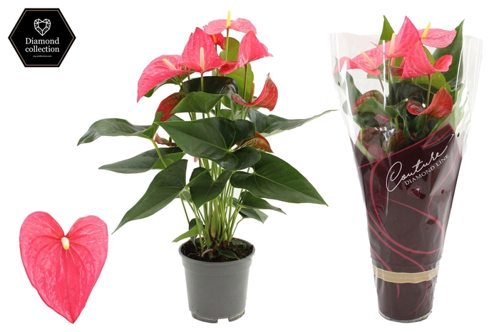 Anthurium 17 cm Maine in Haute Couture sleeve