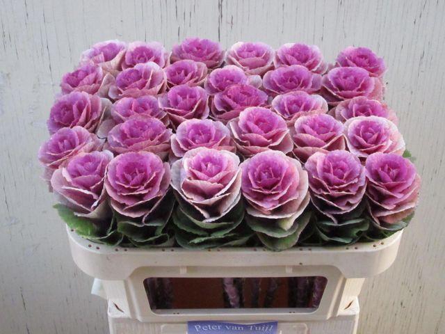 <h4>BRASS EMPIRE OLGA</h4>