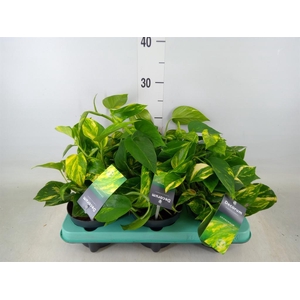 Epipremnum pinn. 'NJoy Gold'