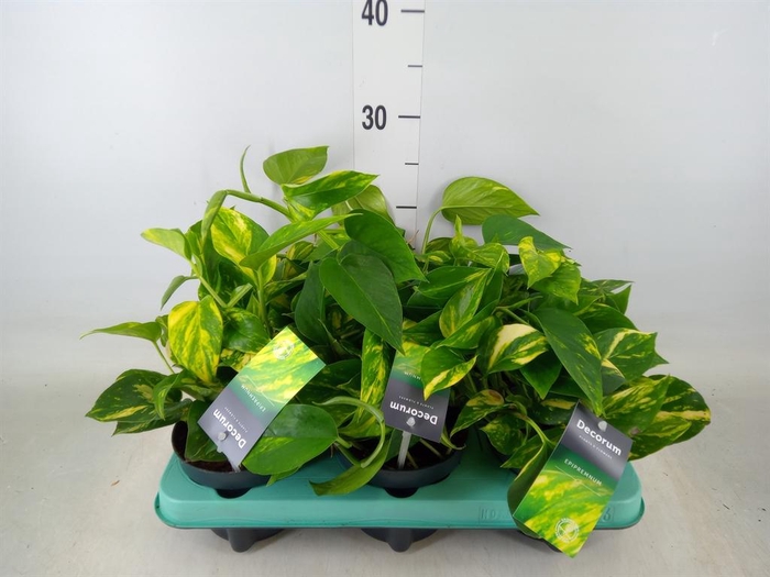 <h4>Epipremnum pinn. 'NJoy Gold'</h4>