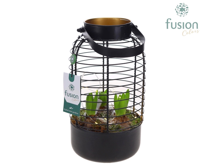 <h4>Lantaarn metaal met Hyacinthus</h4>