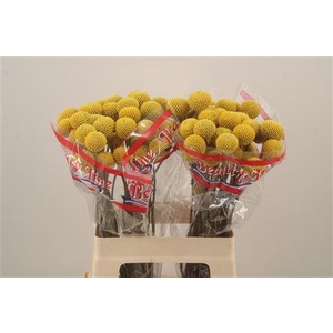 Craspedia Paintball Pop