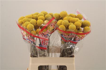 <h4>Craspedia Paintball Pop</h4>