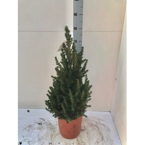 PICEA GL CONICA