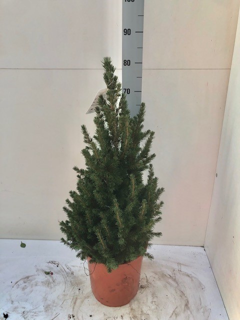 <h4>PICEA GL CONICA</h4>