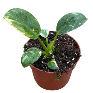 Philodendron Green Congo hybrid