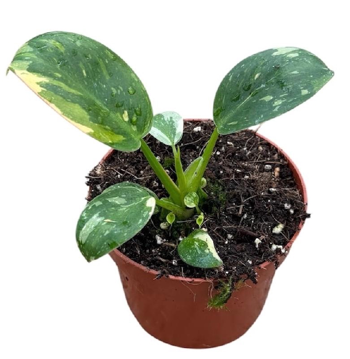 <h4>Philodendron Green Congo hybrid</h4>