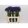 Agapanthus Uri