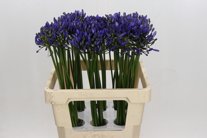 <h4>Agapanthus Uri</h4>