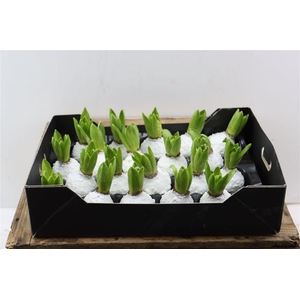 Wax Hyacinth Korrel Wit