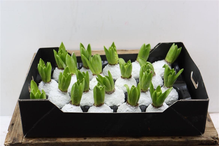 <h4>Wax Hyacinth Korrel Wit</h4>