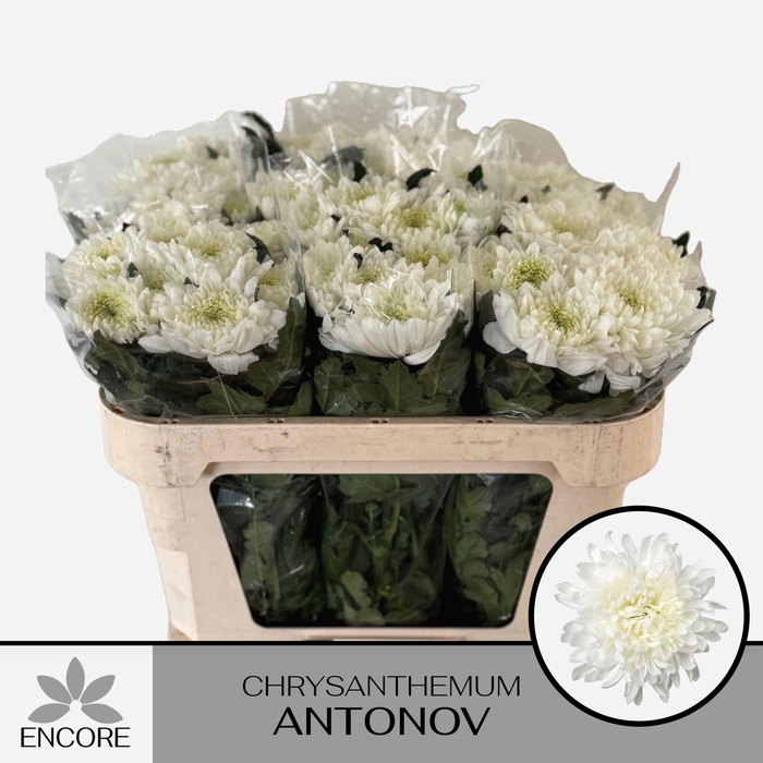 <h4>CHR G ANTONOV</h4>