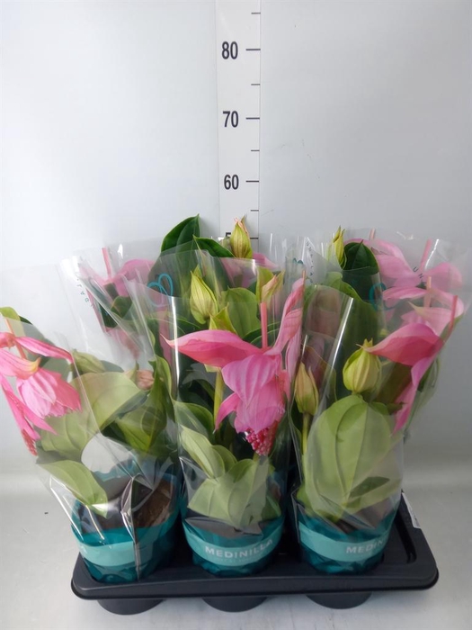 <h4>Medinilla magn.</h4>