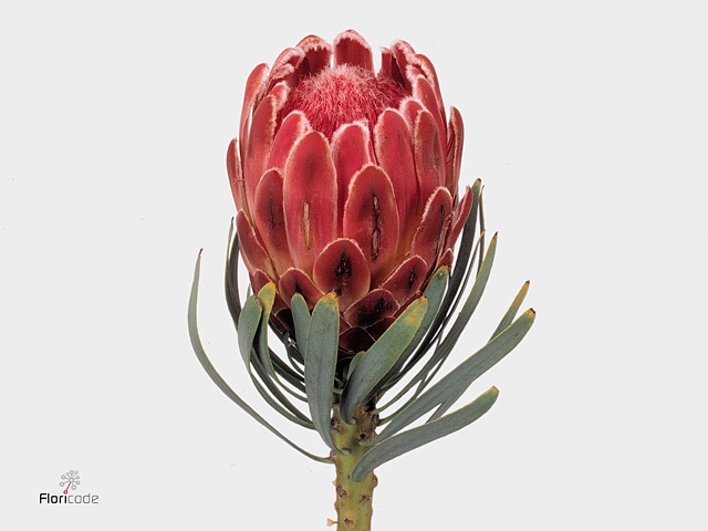 Protea Venus