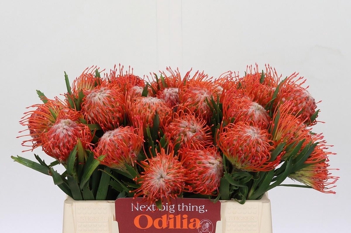 <h4>LEUCO CO TANGO</h4>