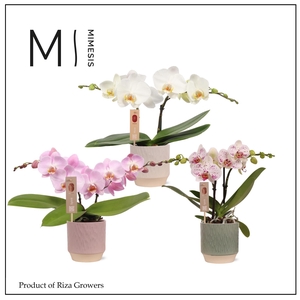 Phalaenopsis Spirit Mix 2 spike – 12cm in Luna | Mimesis
