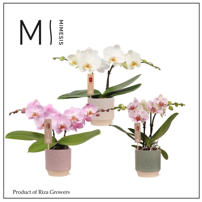 <h4>Phalaenopsis Spirit Mix 2 spike – 12cm in Luna | Mimesis</h4>
