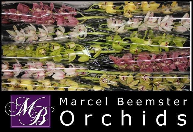 <h4>CYMB MI GEM</h4>