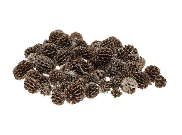 Casuarina Pods 40gr