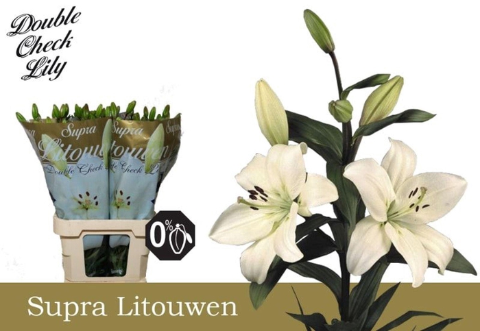 <h4>LI LA LITOUWEN LI LA LITOUWEN SUPRA</h4>
