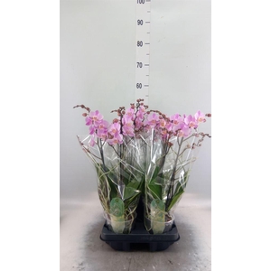 Phalaenopsis multi. 'Beaution'