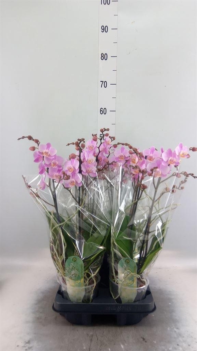 <h4>Phalaenopsis multi. 'Beaution'</h4>