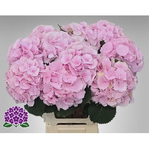 Hydrangea verena