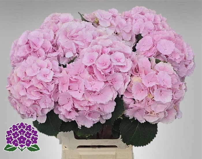 <h4>Hydrangea verena</h4>