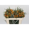 Banksia Dryandra