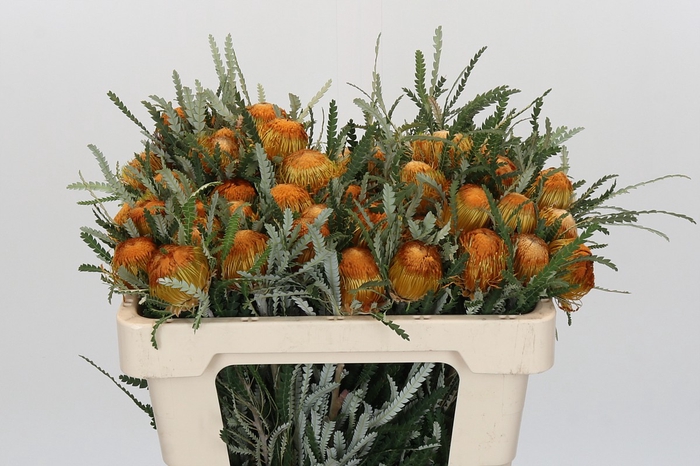 <h4>Banksia Dryandra</h4>