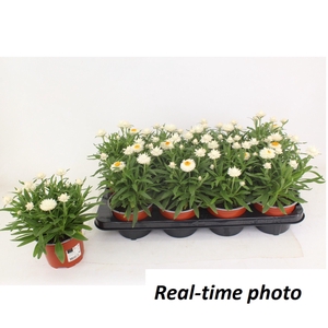 Bracteanta Snow White