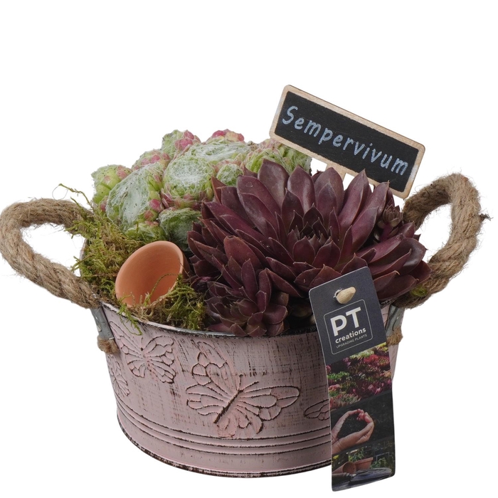 <h4>PTS7310 Arrangement Sempervivum in metalen pot</h4>
