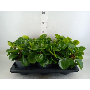 Peperomia obt. 'Green Gold'