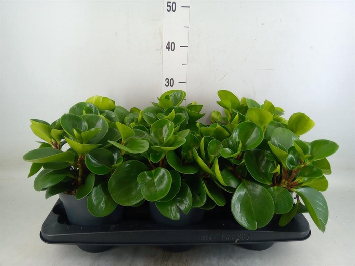<h4>Peperomia obt. 'Green Gold'</h4>
