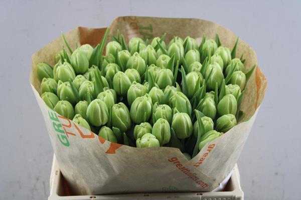 <h4>Tu Du Verona</h4>