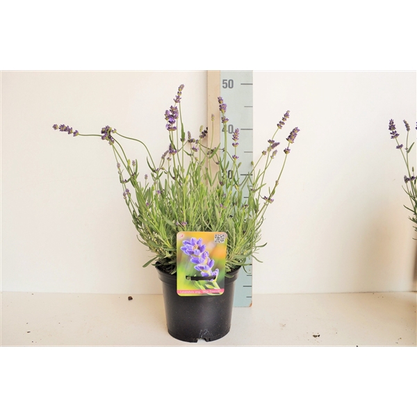 <h4>Lavandula ang 'Blue Essence'</h4>