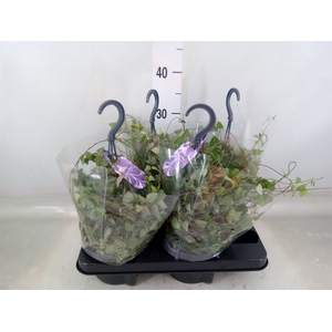 Ceropegia linearis 'Iris'