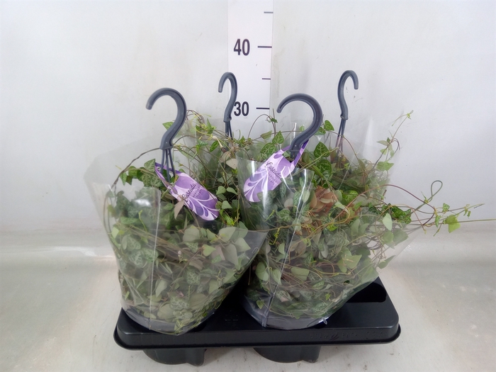 <h4>Ceropegia linearis 'Iris'</h4>